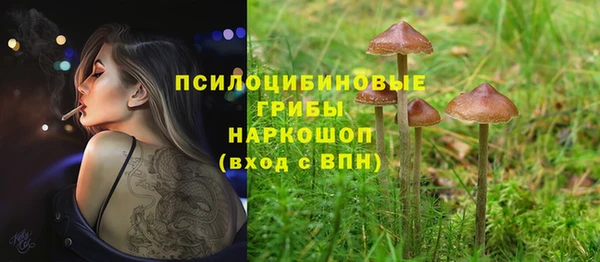 хмурый Аркадак