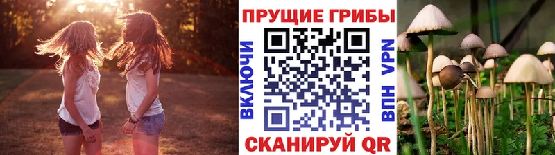 купить наркотик  Всеволожск  Галлюциногенные грибы Psilocybine cubensis 